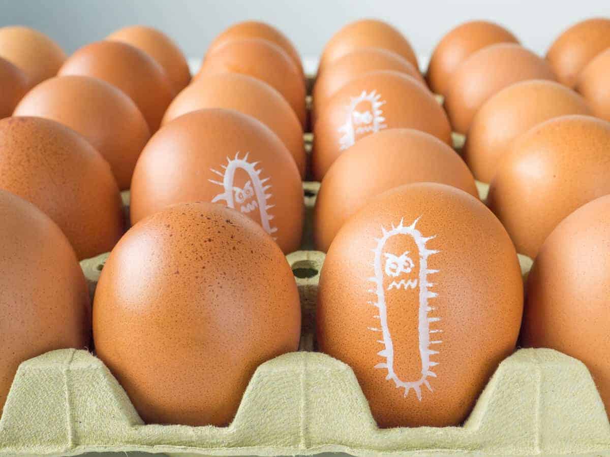 jangkitan salmonella