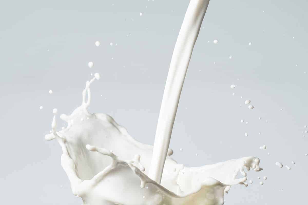Susu formula kambing