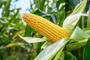 Fakta menarik tentang jagung yang anda perlu tahu