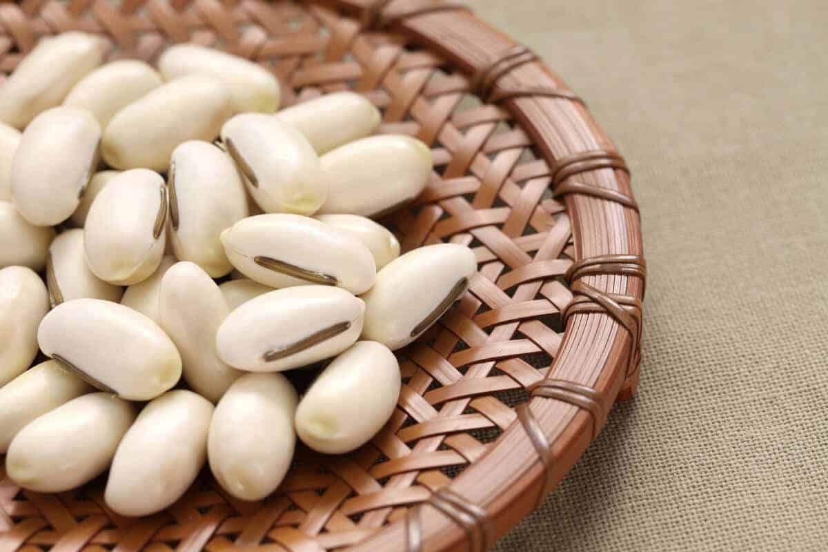 kacang parang