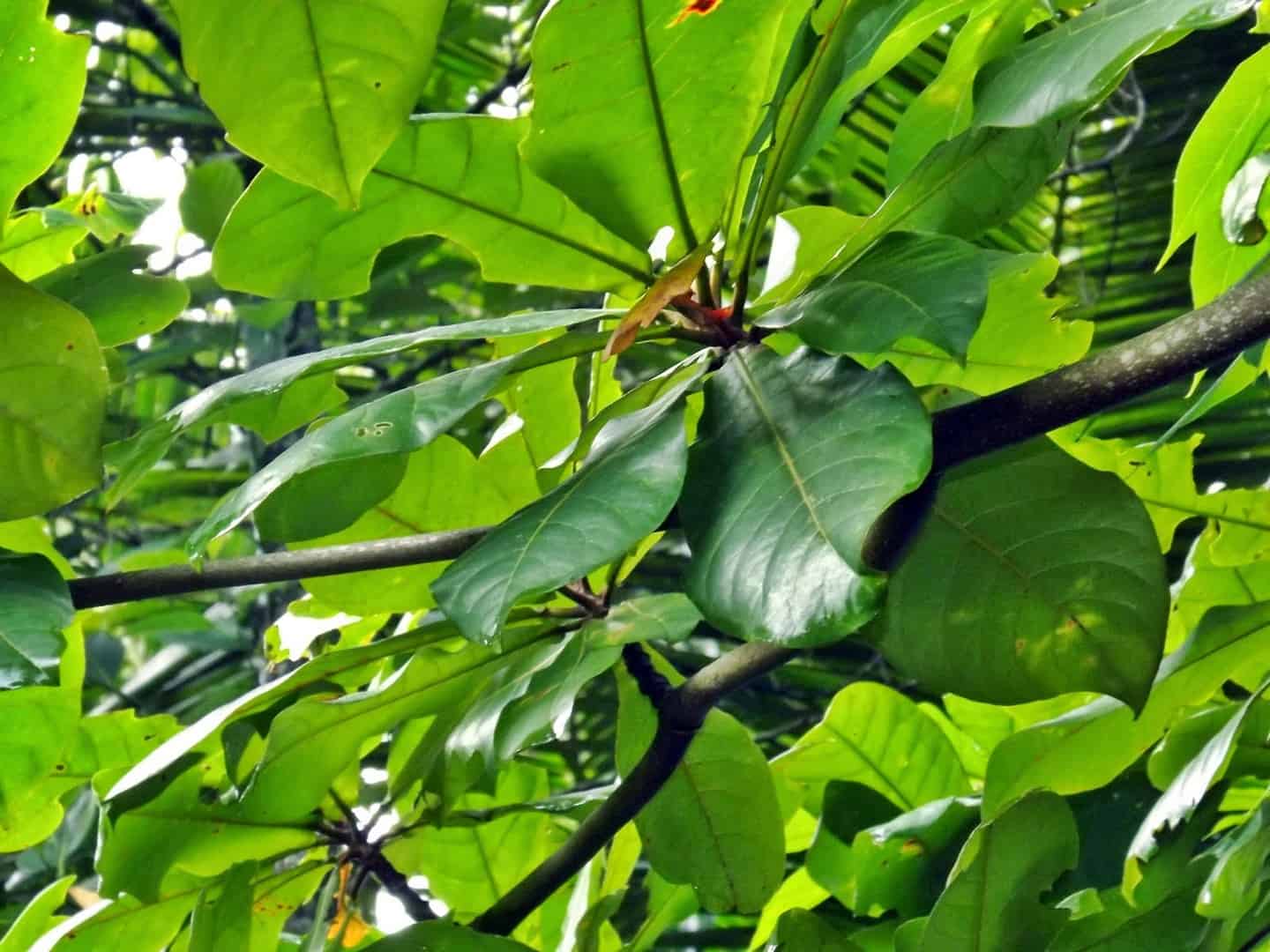 Pokok Ketapang