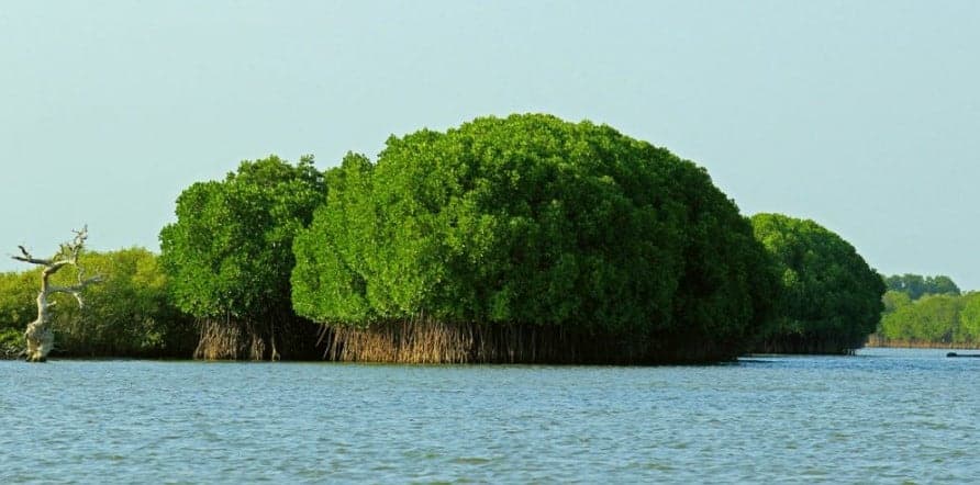 hutan bakau kedua terbesar