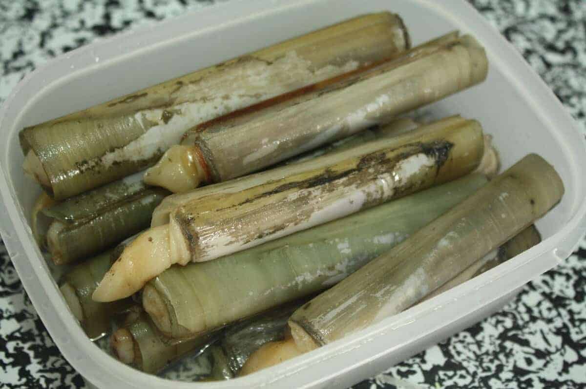 siput buluh